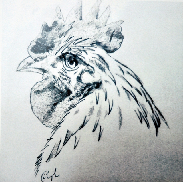 Potrait Of A Rooster